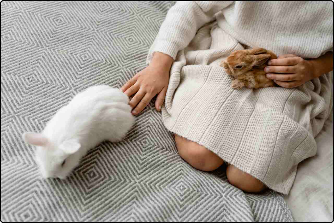 Someone enjoying the company of gentle rabbits while petting them